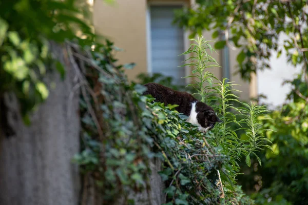 Focalizare Superficială Unei Pisici Alb Negru Gard Suprasolicitat Verdeață — Fotografie, imagine de stoc