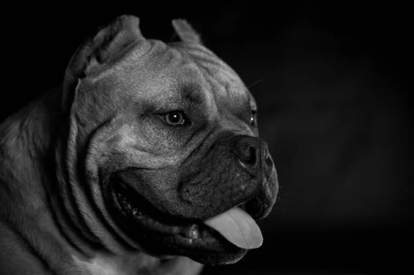在黑暗的背景下拍摄的一只狗的灰度特写照片 — 图库照片