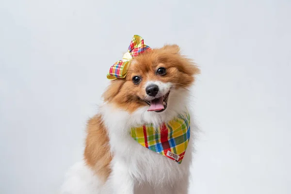 Spitz Alemán Con Decoraciones Sobre Fondo Blanco —  Fotos de Stock