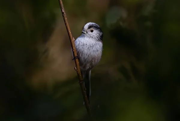 Disparo Clsoeup Pájaro Gris Rama — Foto de Stock