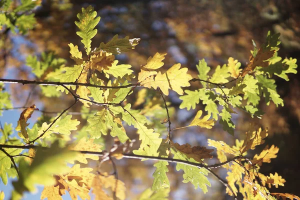 Sonbahar renklerinde güneş ışığı yapraklarıyla meşe dallarının dikey görüntüsü..