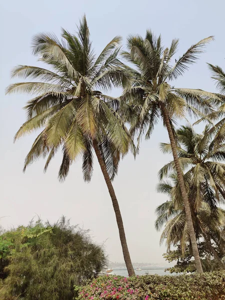 Vertical Shot Beautiful Palm Trees Beach — Stock Photo, Image
