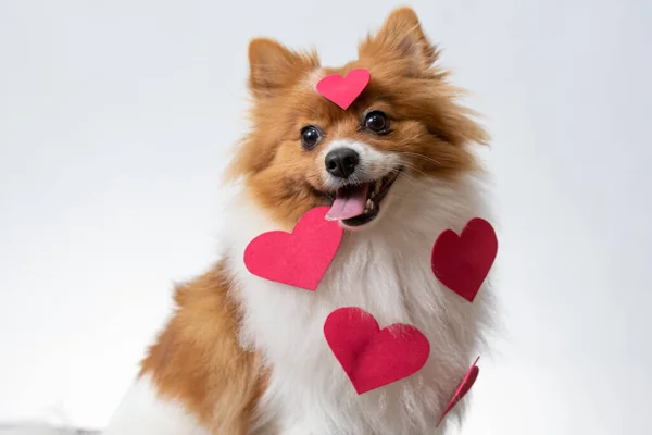 Closeup Shot Spitiz Dog Red Hearts Him — Stock Photo, Image