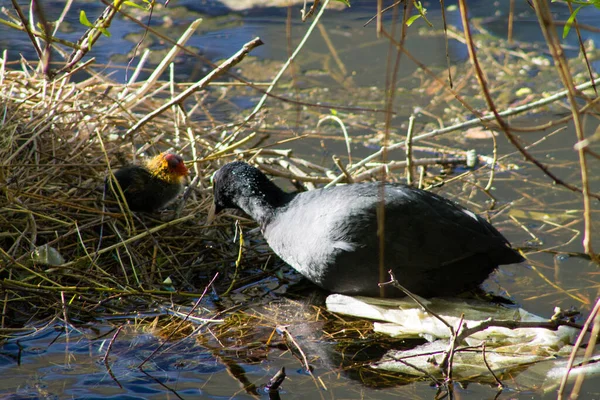 欧亚大陆野鸭的特写镜头 它的茧在鸟巢中 — 图库照片