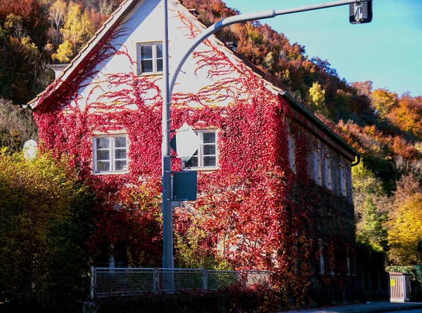 Κόκκινα Αμπελόφυλλα Καλύπτουν Την Πρόσοψη Ενός Σπιτιού — Φωτογραφία Αρχείου