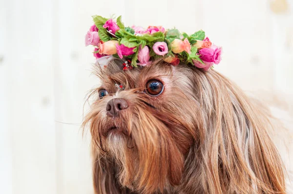 Closeup Shot Beautiful Shih Tzu Dog Wearing Flower Crown Blurred — Stock Photo, Image