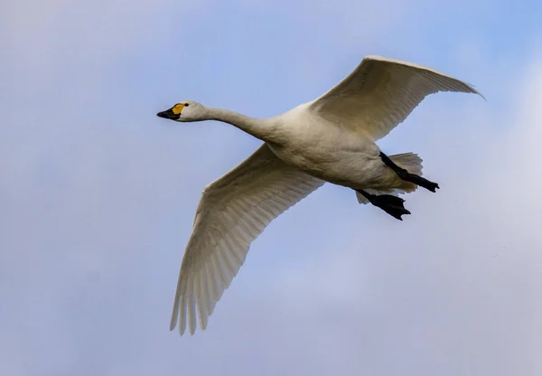 Nízký Úhel Záběru Labutě Whooper Letící Nad Oblohou — Stock fotografie