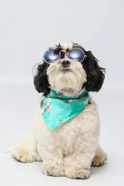 Closeup Shot Shitzu Dog Glasses — Stock Photo, Image