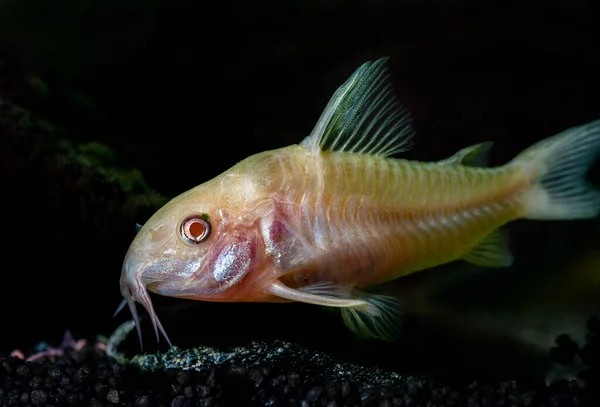 Foto Close Dari Ikan Lele Emas Kecil Dalam Gelap Bawah — Stok Foto