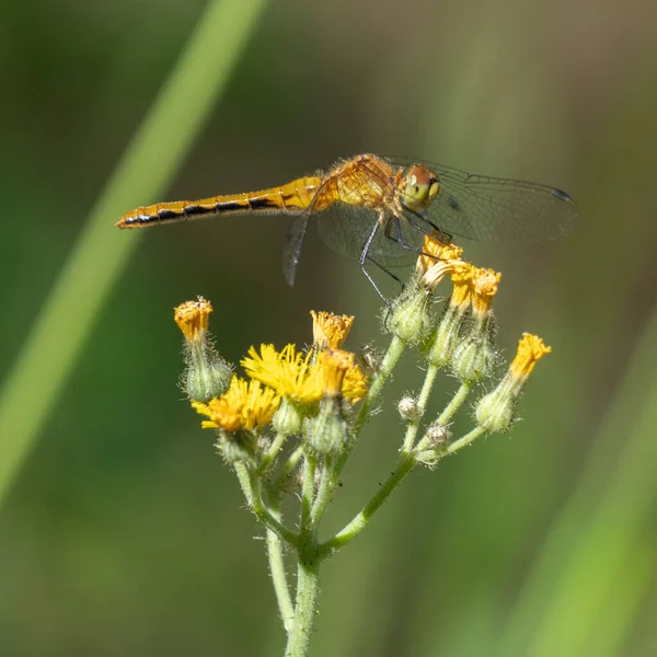 Closeup Shot Yellow Dragonfly Yellow Flower Buds — Stock Photo, Image