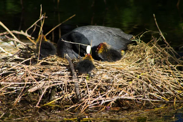 Strzał Bliska Eurazjatyckiego Koguta Jego Szparkami Gnieździe — Zdjęcie stockowe