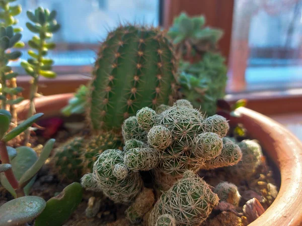 Een Cactus Een Pot Bij Het Raam Onder Stralen Van — Stockfoto