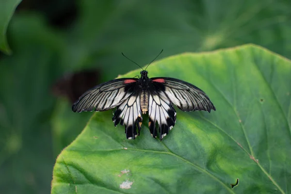 Gros Plan Grand Papillon Mormon Jaune Sur Une Feuille — Photo