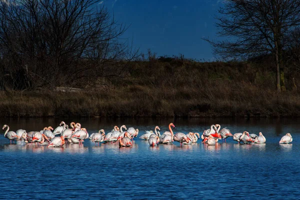Ein Schwarm Flamingos Flachen See Langzeitbelichtung — Stockfoto