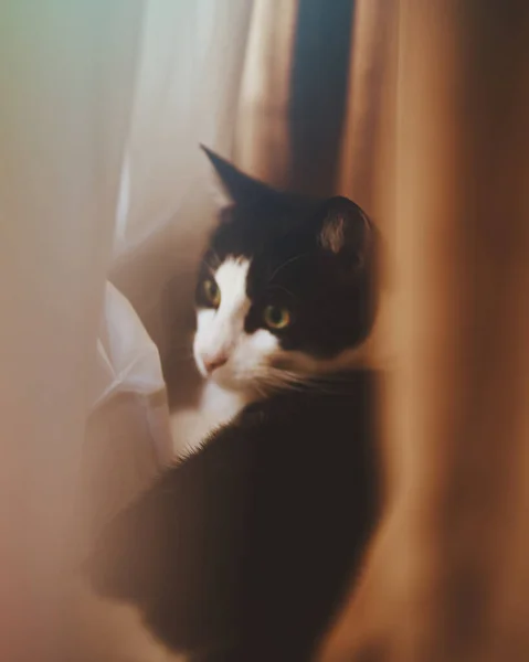 Ένα Κάθετο Πλάνο Μιας Ασπρόμαυρης Γάτας Που Κρύβεται Πίσω Από — Φωτογραφία Αρχείου