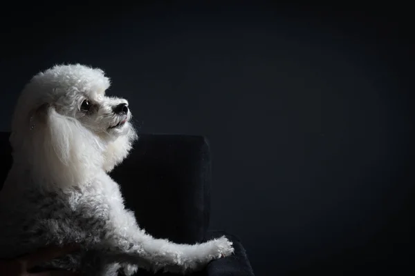 Cute Little Poodle Studio Dark Background — Stock Photo, Image