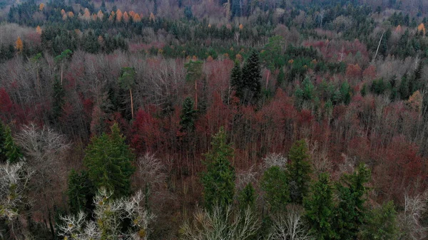 Plan Aérien Une Belle Grande Forêt Pleine Arbres Colorés Automne — Photo
