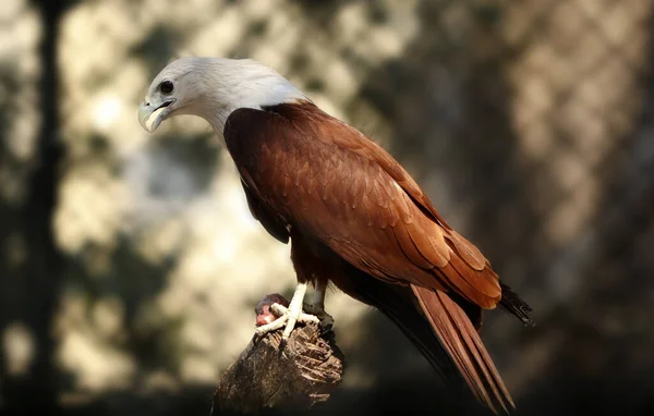 Gorgeous Eagle Sitting Tree Branch Blurry Fence Background — Stock Photo, Image