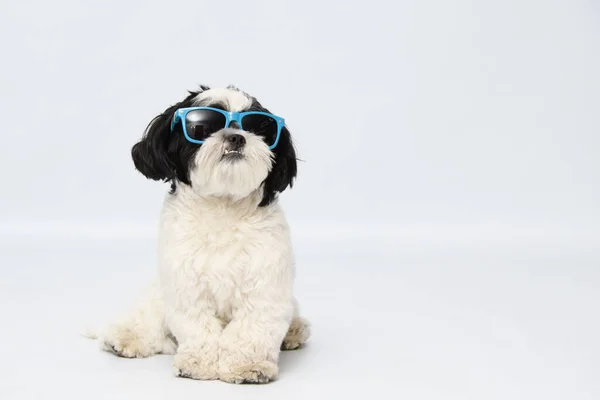 Beautiful Shot Shih Tzu Dog Wearing Blue Sunglasses Sitting Ground — Stock Photo, Image