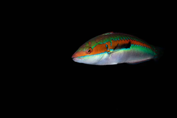 Ein Fisch Mit Weißem Bauch Und Orangefarbenem Rücken Mit Grünen — Stockfoto