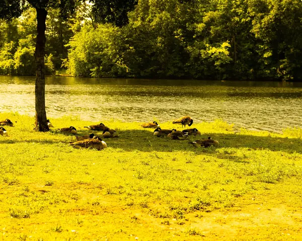 Красивый Снимок Уток Сидящих Берегу Озера Зеленом Парке — стоковое фото