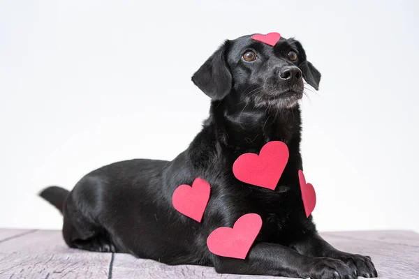 Labrador Preto Bonito Com Alguns Adesivos Forma Coração Vermelho Fundo — Fotografia de Stock