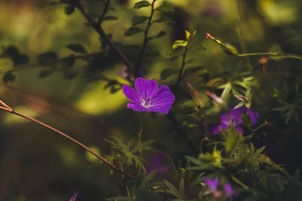 Вибірковий Фокус Зображення Квітки Клятого Крана Росте Саду — стокове фото