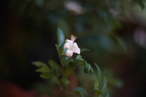 Primer Plano Una Flor Jazmín Naranja Murraya Paniculata —  Fotos de Stock