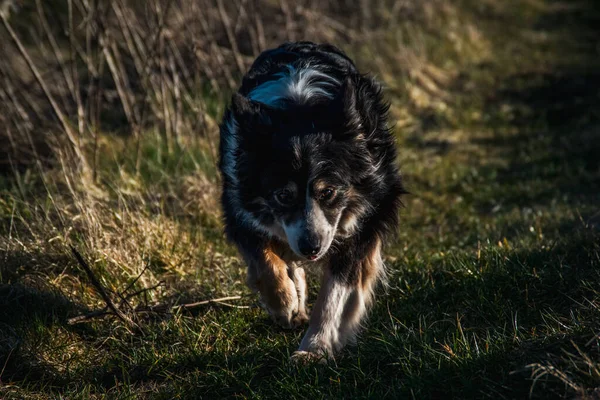 Czarno Biały Border Collie Biegający Zewnątrz Terenie — Zdjęcie stockowe