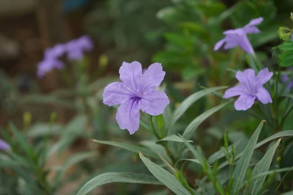 庭に紫色のルエリアの花のクローズアップショット — ストック写真