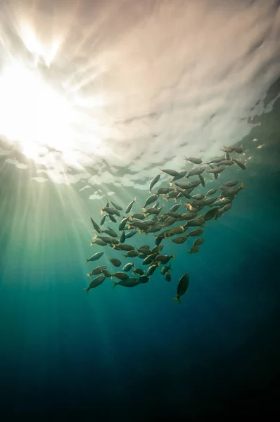 Низький Кут Пострілу Зграї Риби Плаває Під Водою Відбиває Сонячне — стокове фото