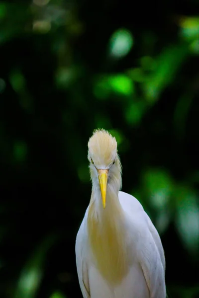 Närbild Bedårande Cattle Egret Kuala Lumpur Fågelpark — Stockfoto