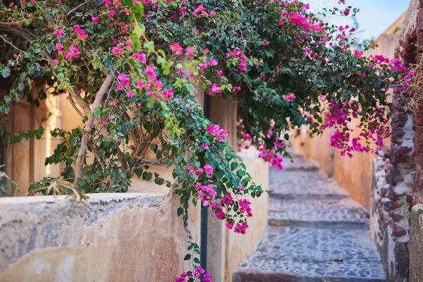 Красивый Цветущий Шалфей Санторини Греция — стоковое фото