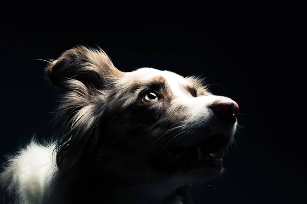 Ett Porträtt Border Collie Isolerad Svart Bakgrund — Stockfoto