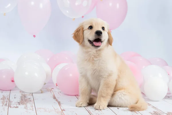 Portrait Golden Retriever Puppy Balloons Studio — Stock Photo, Image