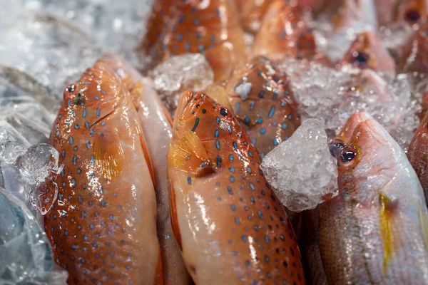 Närbild Fryst Fisk Till Salu Kovan Wet Market Kovan Singapore — Stockfoto