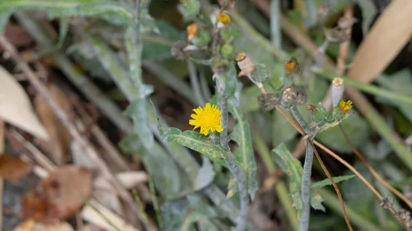 Solmuş Bitkilerin Etrafındaki Küçük Sarı Bir Karahindiba Çiçeğinin Seçici Bir — Stok fotoğraf