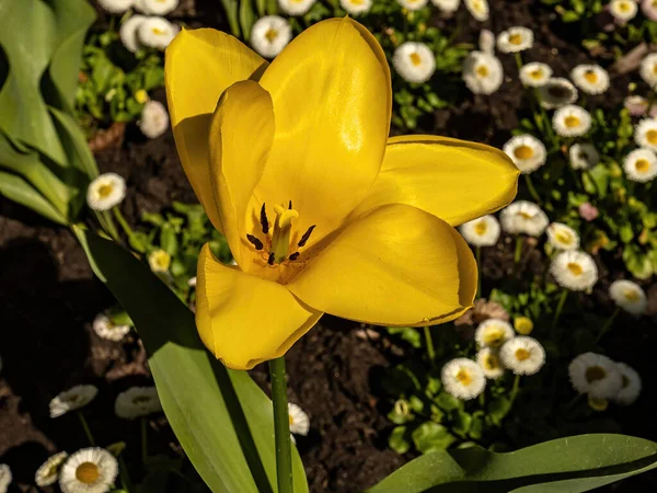 Sarı Bir Lale Çiçeğinin Yakın Çekimi Papatya Çiçeklerinin Bulanık Arka — Stok fotoğraf