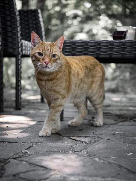 오렌지 줄무늬 고양이가 마당을 수직으로 감춰져 — 스톡 사진