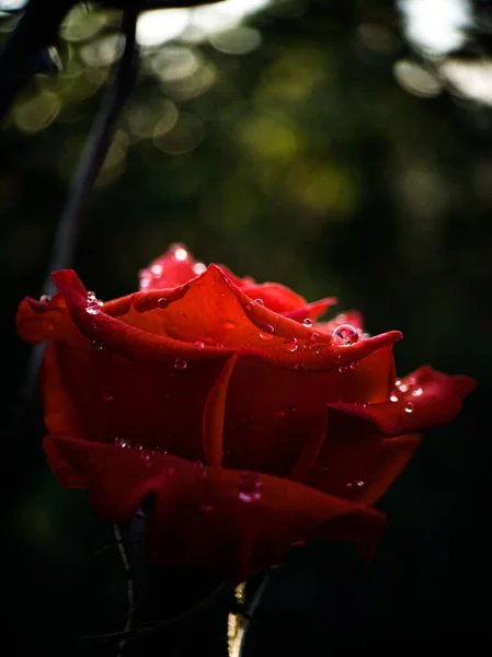 Vertikal Närbild Den Röda Rosen Med Vattendroppar Mörk Bakgrund Grunt — Stockfoto