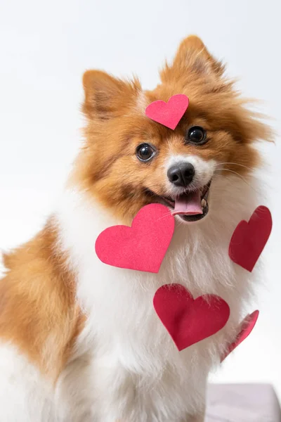 Крупный План Собаки Спитиз Красными Сердцами — стоковое фото