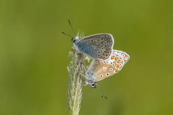 青い蝶のマクロ写真 — ストック写真