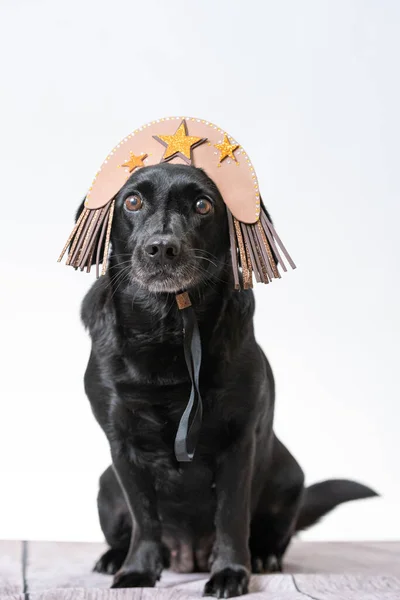 Yıldız Şapkalı Kachorro Preto Dog Yakın Çekimi — Stok fotoğraf