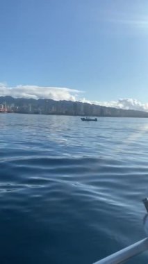Balina ve yunus Honolulu kıyılarını izliyorlar.