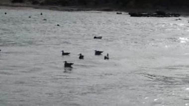 Gri tonda güzel bir ördek görüntüsü yüksek dalgalarla su gölünde yüzüyor.