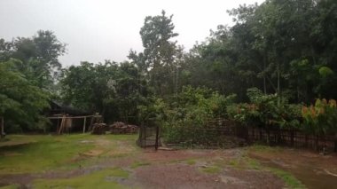 Yağmur sırasında sık ağaçlarla dolu yeşil bir bahçe.