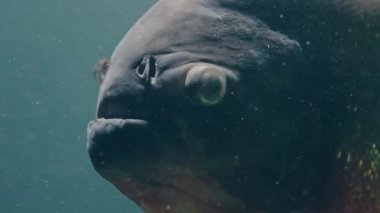 İsviçre 'deki Zürih hayvanat bahçesinde akvaryumda yüzen bir pirana balığı.