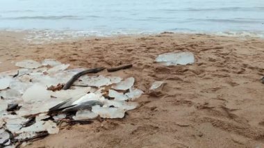 Sahilin yakınındaki kumlu sahilde ölü bir kuşun iç karartıcı manzarası.
