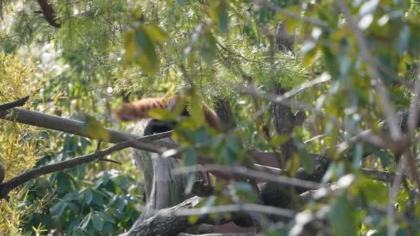 Adorable Panda Rojo Corriendo Zoológico Zurich Suiza — Vídeos de Stock