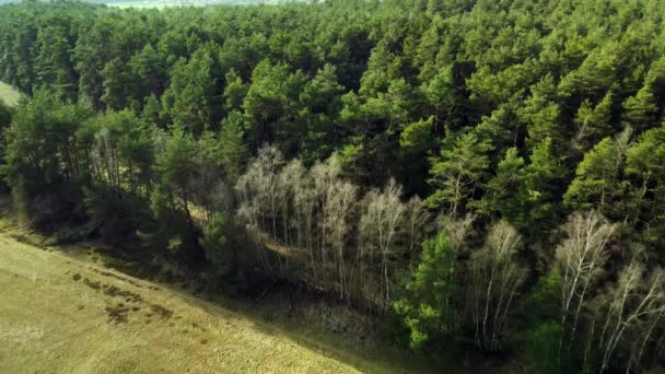 Вид Пташине Око Зелене Поле Вкрите Кущовими Деревами — стокове відео